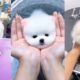 POMERANIAN THE CUTEST DOGS