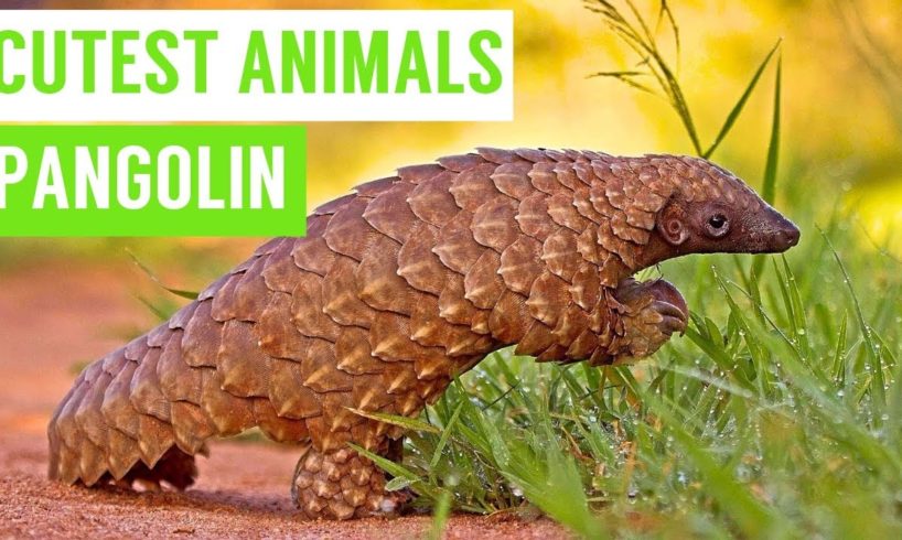 Pangolins are the CUTEST Animals Compilation!