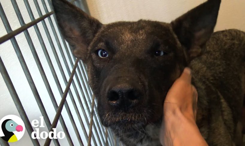 Perrita está muy aliviada al reunirse con sus cachorros I El Dodo