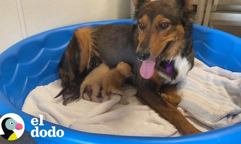 Perrita que perdió a sus cachorros amamanta y cría a gatitos huérfanos I El Dodo