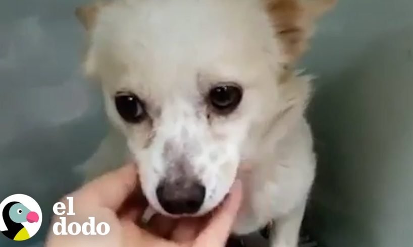 Perrita que perdió una pata conoce a los papás perfectos para ella | El Dodo