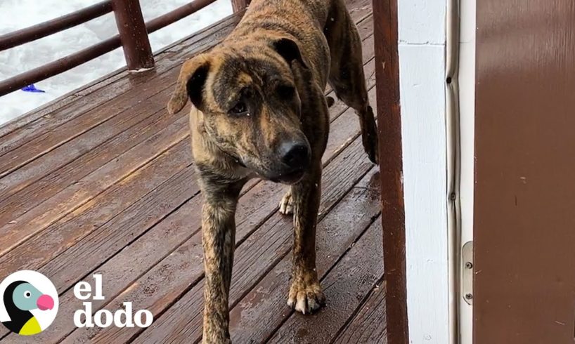 Perro busca ayuda en la casa de la familia indicada | El Dodo