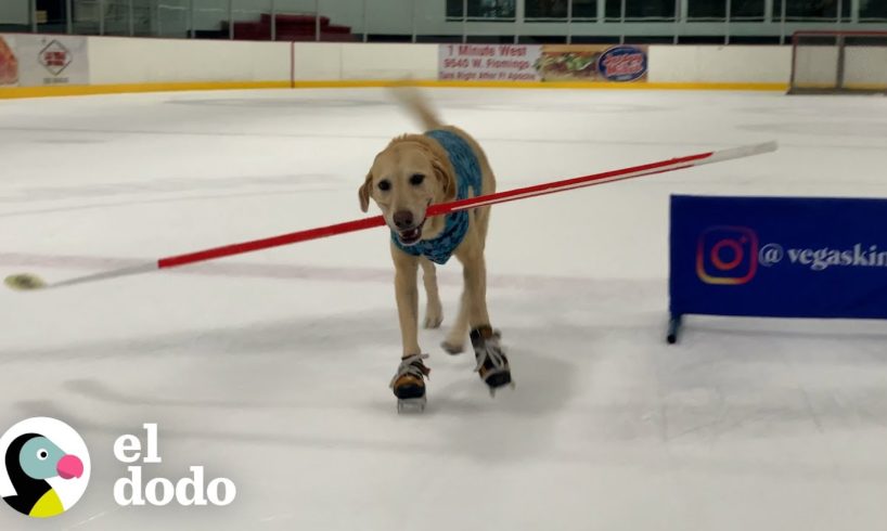 Perro obsesionado con el patinaje sobre hielo recibe una sorpresa luego de la cuarentena | El Dodo