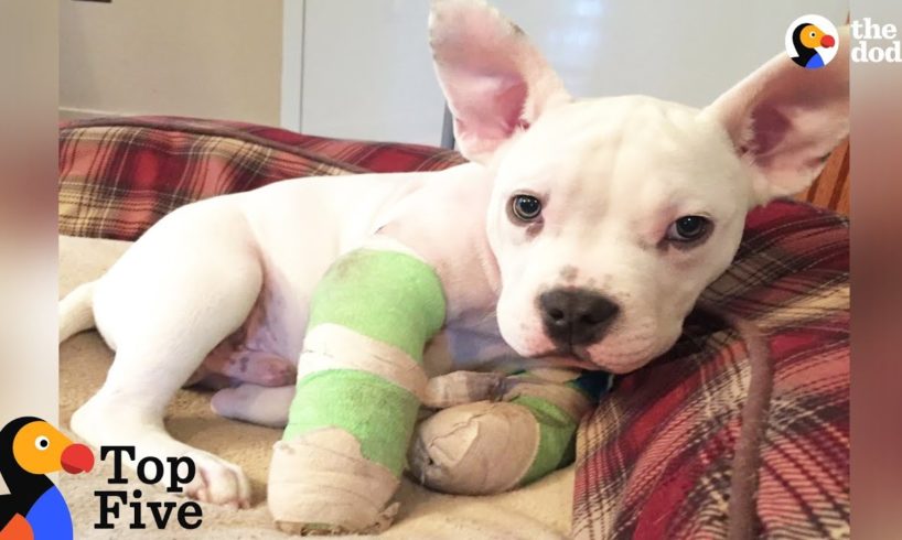 Puppy With Deformed Elbows Gets A Second Chance + Other Puppy Rescues | The Dodo Top 5