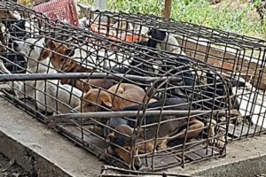 Rescues 7 Dogs From Huge Slaughterhouse Will Make Warm Your Heart By Hero Man