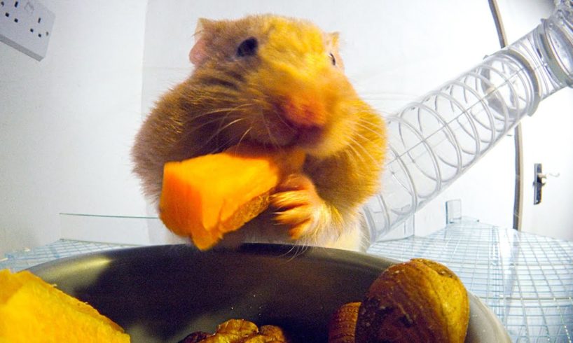 THIS Is How Hamsters Fit So Much Food Inside Their Cheeks! | Pets: Wild At Heart | BBC Earth