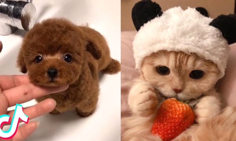 The Cutest Pets I found on TikTok ?