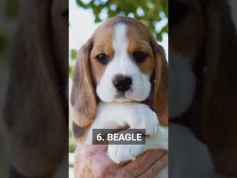 Top 10 Cutest Puppy Breeds 2021