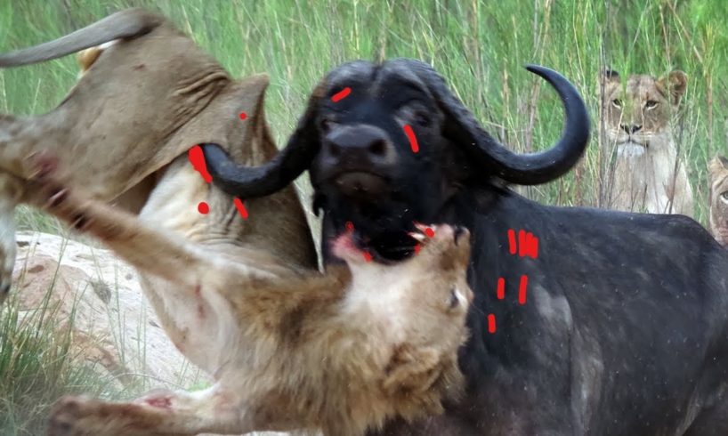 Top 10 Great Animal Wars - Mother Buffalo kills old Lion who try to eat her baby, Wild boar vs lion