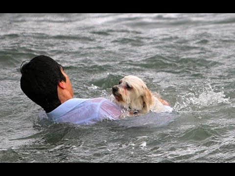 Top 10 Most Inspiring Dogs Rescue Videos Compilation - Emotional Animal Rescues Will Melt Your Heart