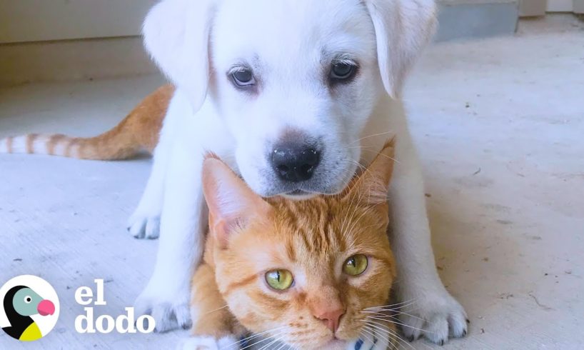 Ve como este cachorro crece junto a su hermano gato | El Dodo