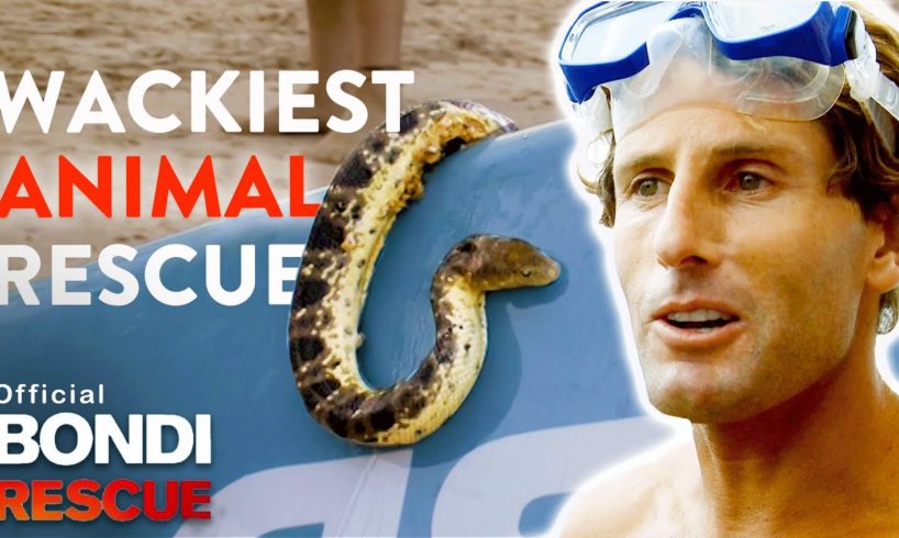 WACKIEST Animal Rescues on Bondi Rescue