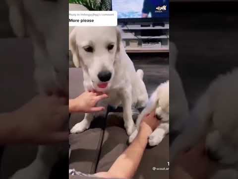 ? cute puppies - funniest & cutest labrador puppies - funny puppy videos 2021 #368 #Shorts