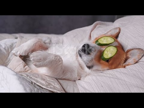 puppies funny sleeping videos!!cute puppies playing and sleeping