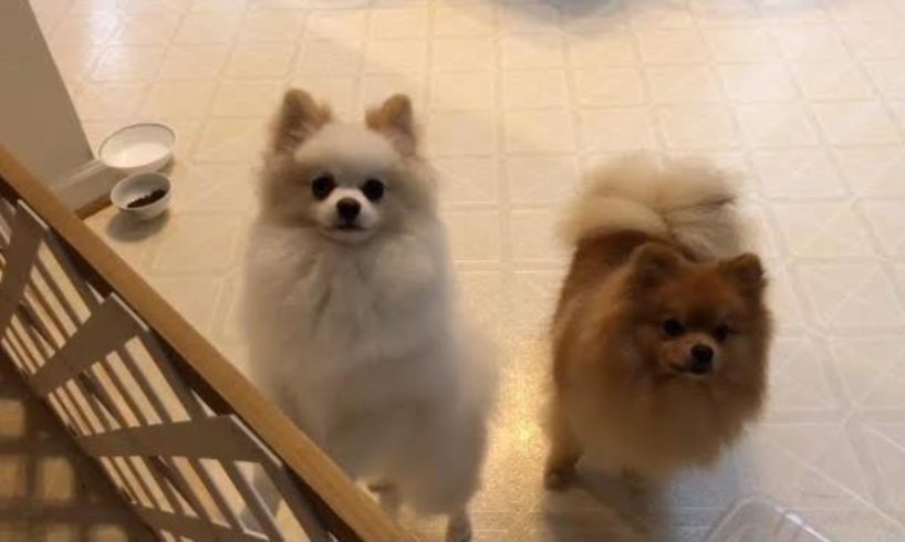 white cream cute puppy mini pomeranian barking- video#1 cutest puppies