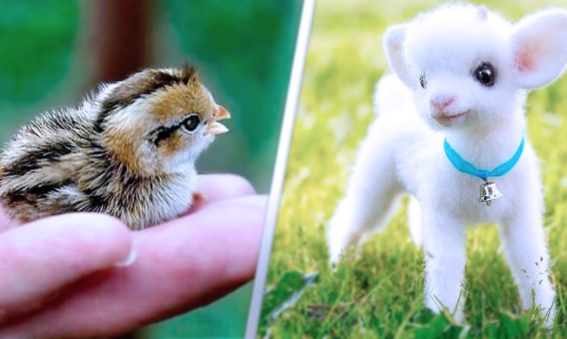 15 Cutest Pets You Can Legally Own