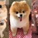 15 Minutes of the CUTEST Pets on TikTok  ❤️️?