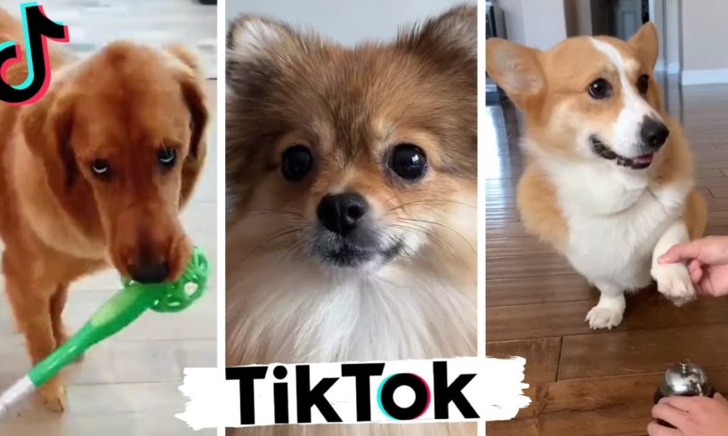 TIK TOK Doggos That Will Make You Laugh ~  Cutest TikTok Puppies