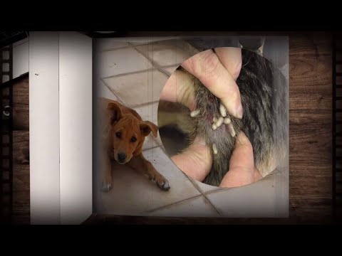 Cleaning poor dog from  a lot of mangoworms attacked! Animal rescue video #117