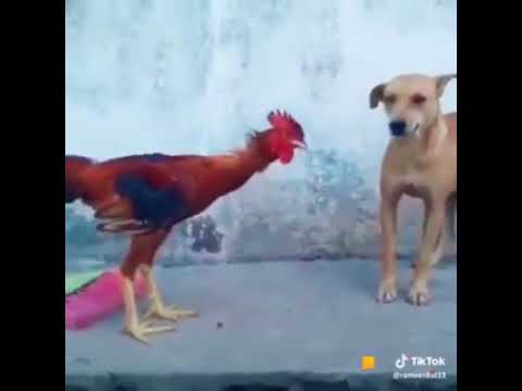 Animal fight