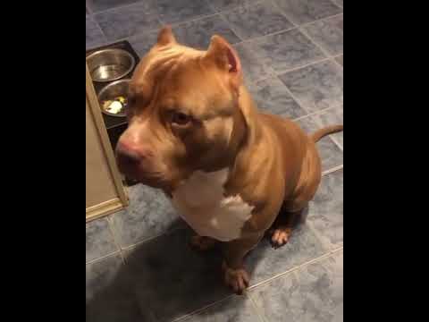 funny Pitbulls | Cute pitbull | Funny Dogs | Cute Puppies ??