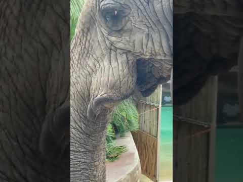 ANIMAL ADOPTION : Animals rescued || Cute animals : SAVE ELEPHANTS : [Elephant Conservation #Short]