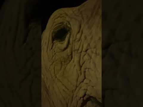 ANIMAL ADOPTION : Animals rescued || Cute animals : SAVE ELEPHANTS : [Elephant Conservation #Short]