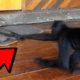 25 Funny Animal Fights Caught On Film!