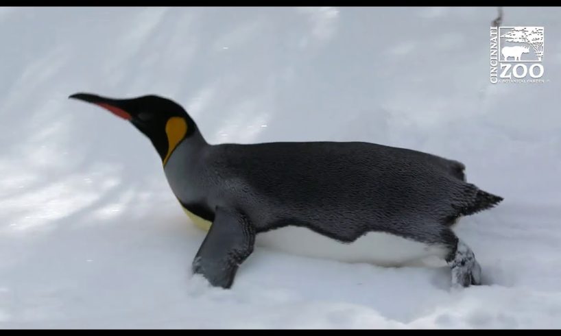 Animals Enjoying the Cold and Snow - Cincinnati Zoo