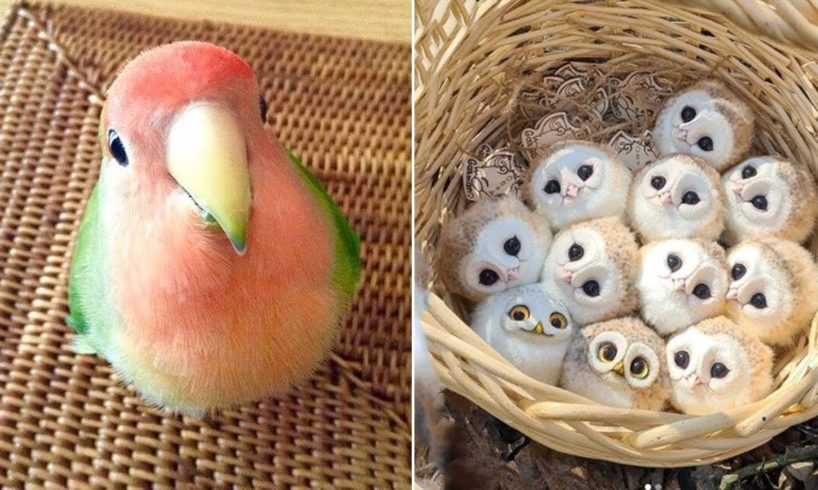 Baby Animals ? Funny Parrots and Cute Birds Compilation (2021) Loros Adorables Recopilación #36