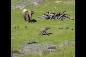 Baby elephant play with ducks | #Animals #short #wildlife