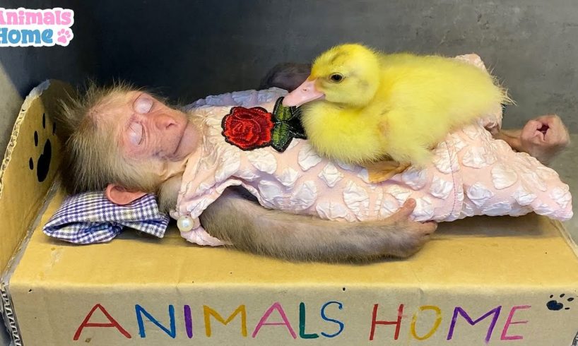 BiBi and duckling fell asleep in the cinema