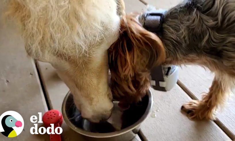 Caballo bebé crece dentro de la cocina de su rescatista | Pequeño y Valiente | El Dodo