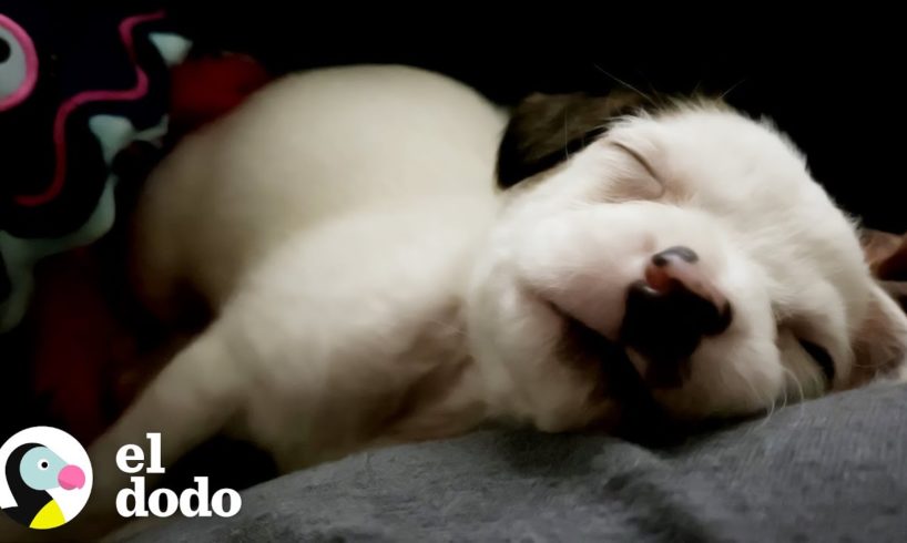 Cachorro abandonado pequeñito es encontrado en una caja en la acera | Pequeño y Valiente | El Dodo