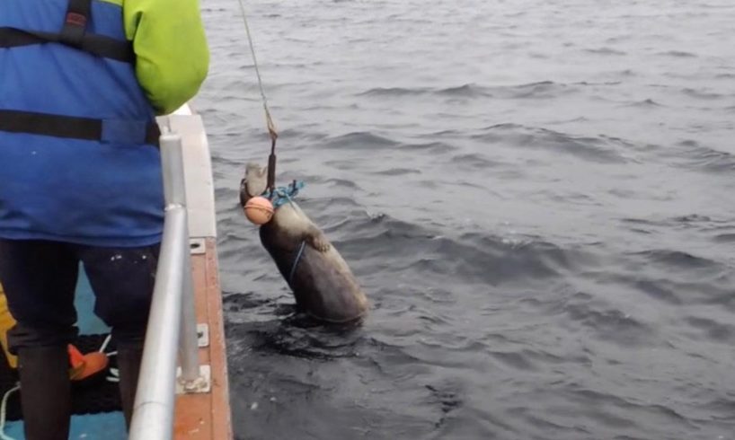 Choking Seal Rescued From Lobster Line