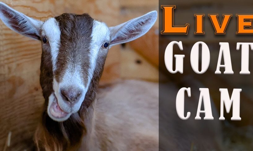 Come on in - LIVE Animals ALL DAY - Goats and Barn Cats