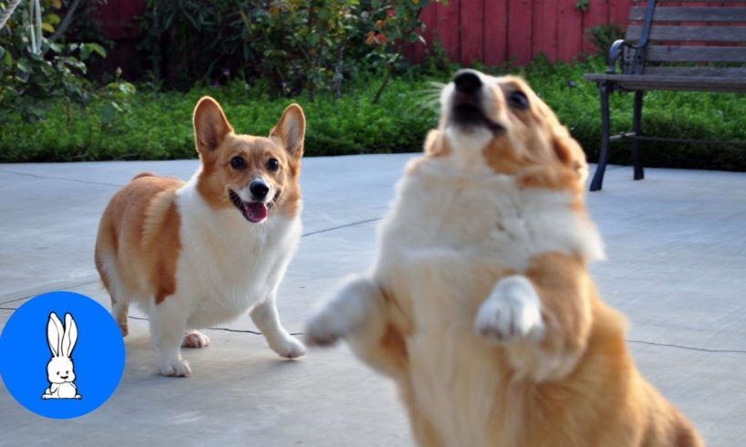 Corgi Are The Best - CUTEST Compilation