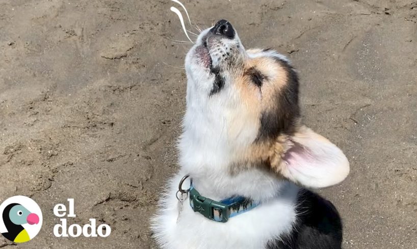 Corgi ciego va de tímido a una pelota de energía | El Dodo