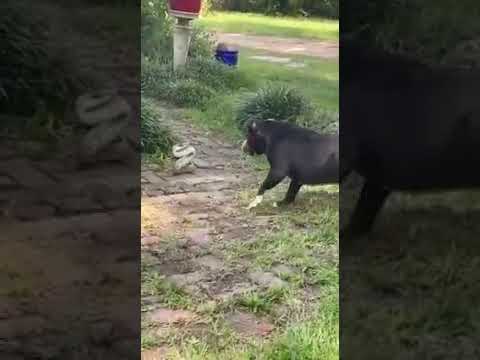 Crazy Snake and Dog fight #extreeme#animal#fight