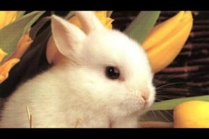 ?Cute Bunny? OMG? Rabbits Doing Funny Things ? Cutest Pets ? #bunny #rabbit #shorts #26