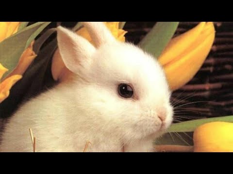 ?Cute Bunny? OMG? Rabbits Doing Funny Things ? Cutest Pets ? #bunny #rabbit #shorts #26