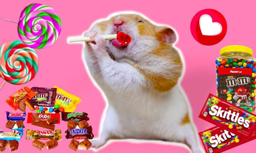 ? Cute Hamsters ? Funniest Animals Best of 2020 !! Hamster Moments by Life Of Pets Hamham