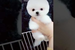 Cute little puppy video from Tik Tok I love this puppy