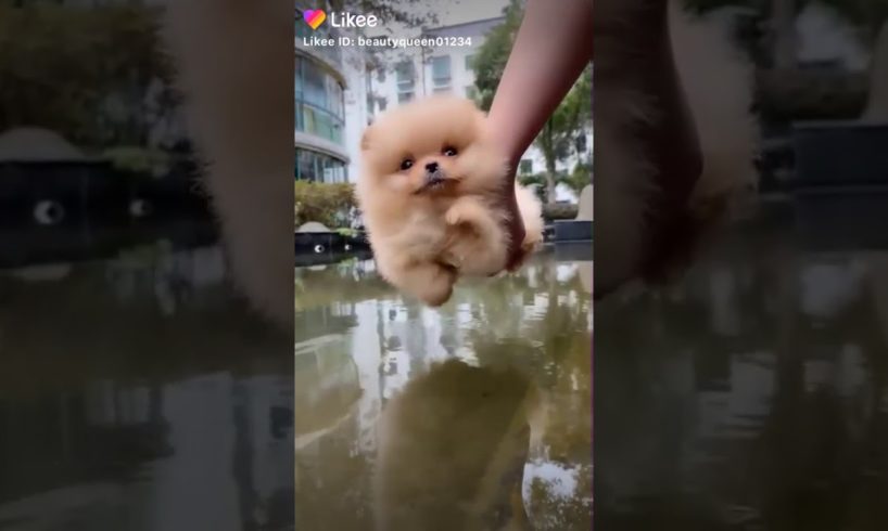 Cute puppy (tu tu tu)