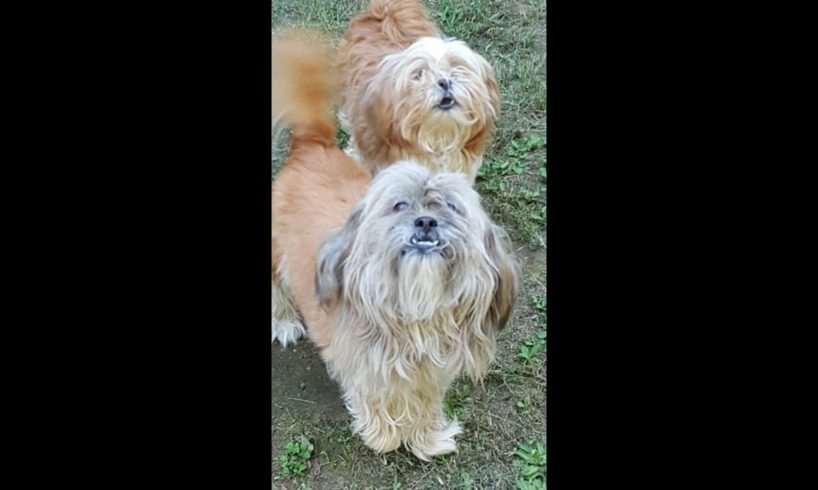 Cutest Dogs Welcome a Visiting Lhasa Apso! Three adults, beautiful Breed! Subscribe PLEASE THANKS!