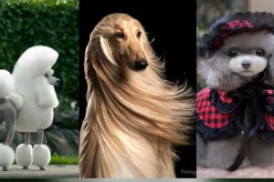 Cutest Dogs with Brilliant Hair Cut / Hilariously Awful Dog Haircuts / Dogs Best Hairstyle