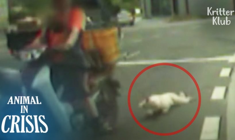 Dog Hanging By A Motorbike Is Dragged Around On The Road (Part 1) | Animal in Crisis EP267