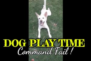 Dog play time| Dog command fail |Animals video|Puppy #shorts