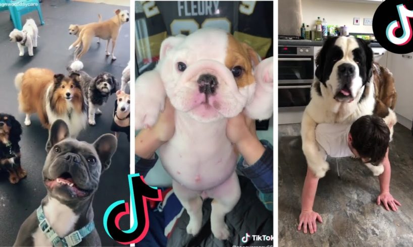 Doggos Doing Funny Things ~ Cutest Puppies of TikTok! The Dog Squad