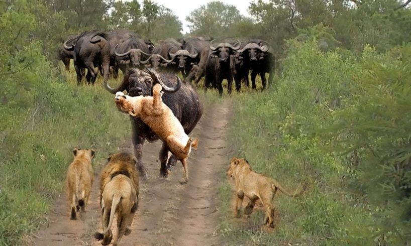 Epic Battle: Lion vs Buffalo | Lion attacks | Wild Animal Attacks